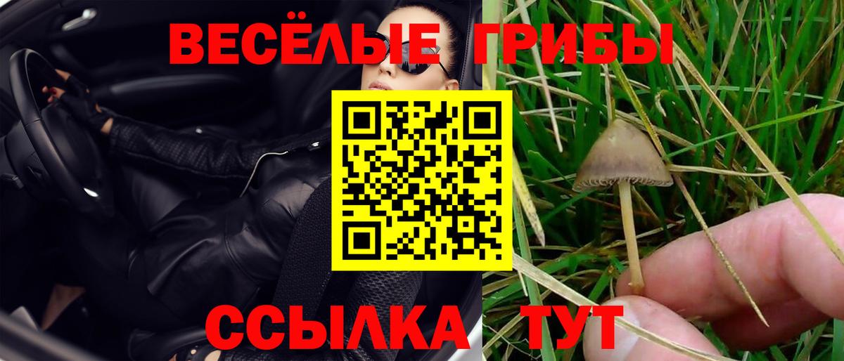 Псилоцибиновые грибы Psilocybe  Вход с VPN  Дятьково  Псилоцибиновые грибы Cubensis 